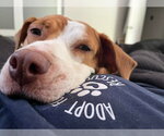 Small #4 Labrador Retriever Mix