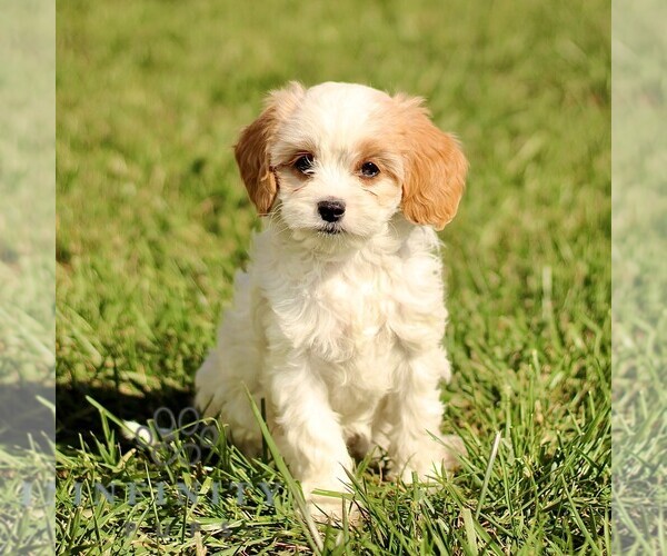 Medium Photo #1 Cavapoo Puppy For Sale in BIRD IN HAND, PA, USA