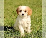Small Cavapoo