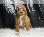 Puppy Peaches AKC Poodle (Toy)