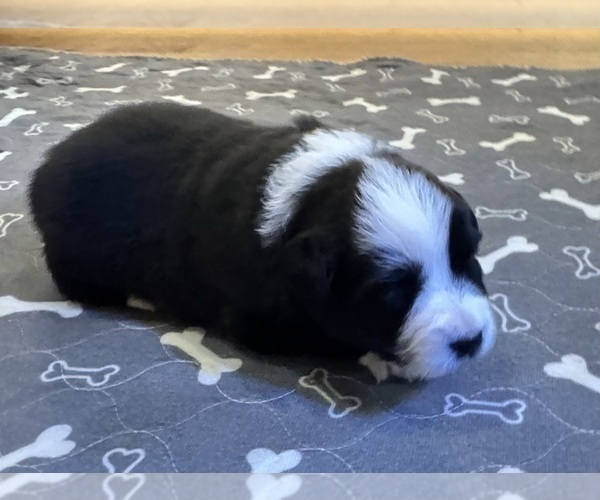 Medium Photo #12 Australian Shepherd Puppy For Sale in SALISBURY, NC, USA