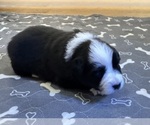 Small #11 Australian Shepherd