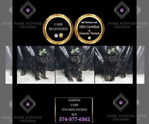 Poodle (Toy) Puppy for sale in WARSAW, IN, USA