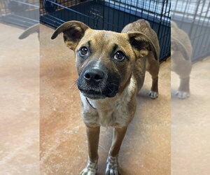 Boxer-Unknown Mix Dogs for adoption in Bolivar, MO, USA