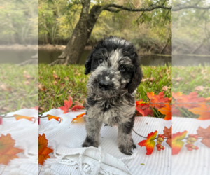 Labradoodle Puppy for sale in BLOOMINGDALE, GA, USA