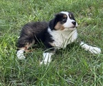 Small #2 Miniature American Shepherd