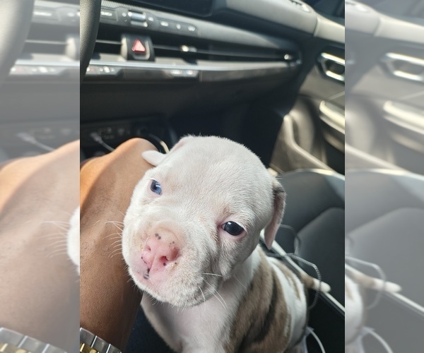 Medium Photo #5 Olde Bulldog Puppy For Sale in CHICAGO HEIGHTS, IL, USA