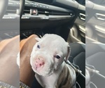Small Photo #5 Olde Bulldog Puppy For Sale in CHICAGO HEIGHTS, IL, USA