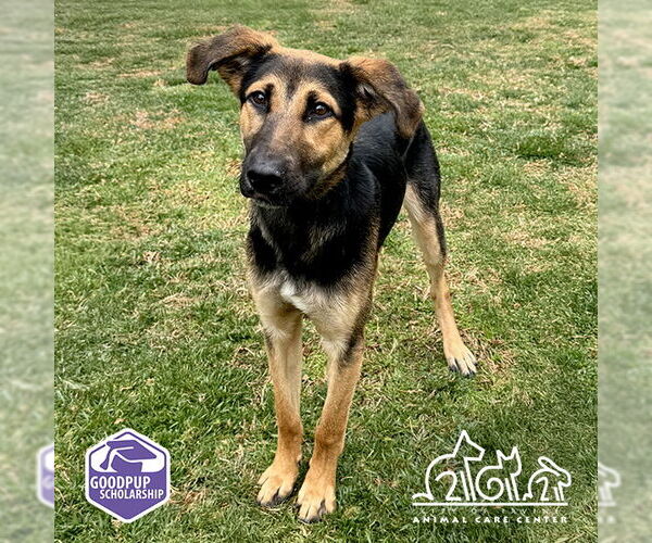 Medium Photo #1 Shepradors Puppy For Sale in Irvine, CA, USA