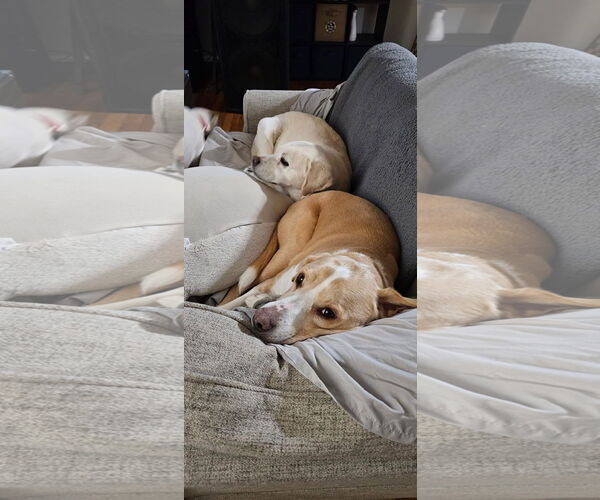 Medium Photo #5 Labrador Retriever-Unknown Mix Puppy For Sale in Germantown, OH, USA