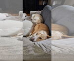 Small #4 Labrador Retriever Mix