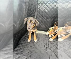 Labrottie Dogs for adoption in Conroe, TX, USA