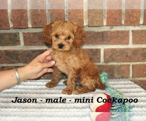 Cockapoo Puppy for sale in CLARKRANGE, TN, USA