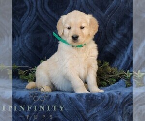 Golden Retriever Puppy for sale in NARVON, PA, USA