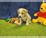 Small #7 Catahoula Leopard Dog