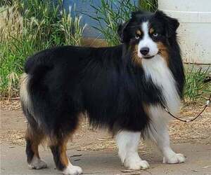 Father of the Miniature American Shepherd puppies born on 08/18/2022