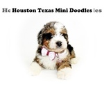 Small Photo #9 Australian Labradoodle-Miniature Bernedoodle Mix Puppy For Sale in HOUSTON, TX, USA