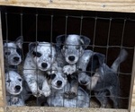 Small Australian Cattle Dog