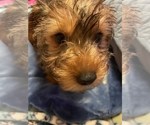 Yorkshire Terrier Puppy for sale in JOHNSTOWN, PA, USA