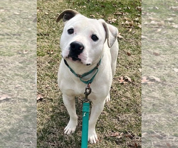 Medium Photo #1 Mutt Puppy For Sale in Rustburg, VA, USA