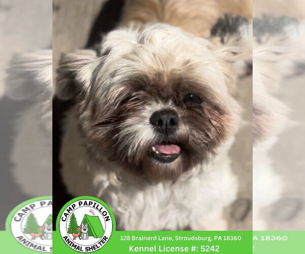 Medium Photo #1 Shih Tzu Puppy For Sale in Stroudsburg, PA, USA