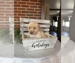 Puppy Puppy 7 red Labrador Retriever