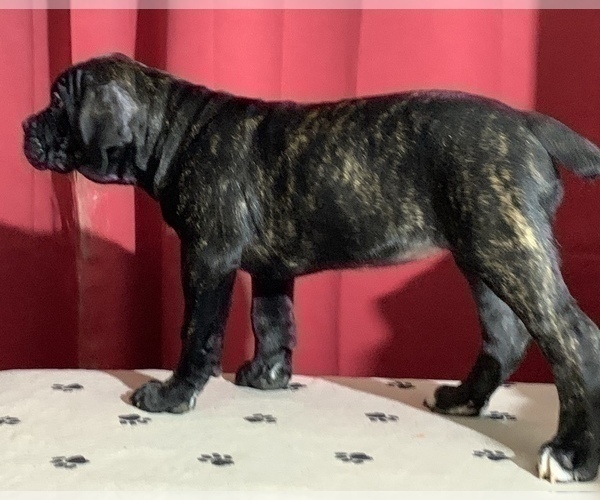 Medium Photo #67 Cane Corso Puppy For Sale in COTTAGE GROVE, OR, USA