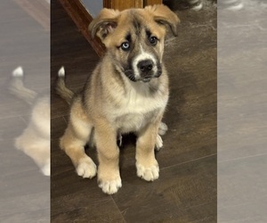 Alaskan Husky-Saint Bernard Mix Puppy for sale in OLIVET, MI, USA