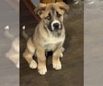 Small Alaskan Husky-Saint Bernard Mix