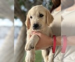 Small #4 Golden Retriever
