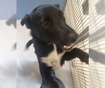 Small #2 Mutt