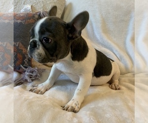 French Bulldog Puppy for sale in JOHNS ISLAND, SC, USA