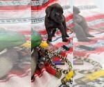 Small Photo #16 Labrador Retriever Puppy For Sale in MERIDEN, KS, USA