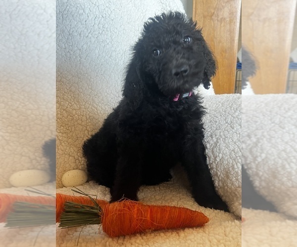 Medium Photo #9 Goldendoodle Puppy For Sale in PEYTON, CO, USA