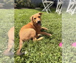 Small #4 Mutt