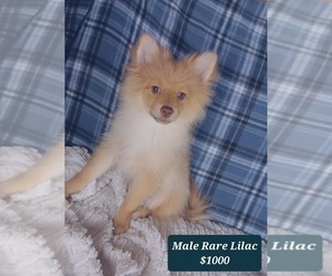 Pomeranian Puppy for sale in TUCSON, AZ, USA