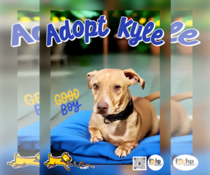 Vizsla Dogs for adoption in Menifee, CA, USA