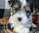 Puppy Hendrix Yorkshire Terrier