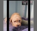 Small #2 Poodle (Toy)