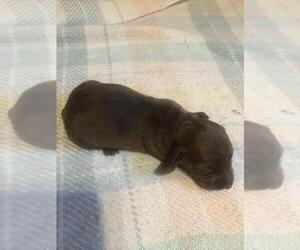 Dachshund Puppy for sale in BUTLER, PA, USA