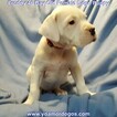 Small Photo #281 Dogo Argentino Puppy For Sale in PINEVILLE, MO, USA