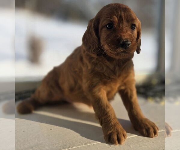 Medium Photo #4 Irish Doodle (Miniature) Puppy For Sale in NEW HOLLAND, PA, USA