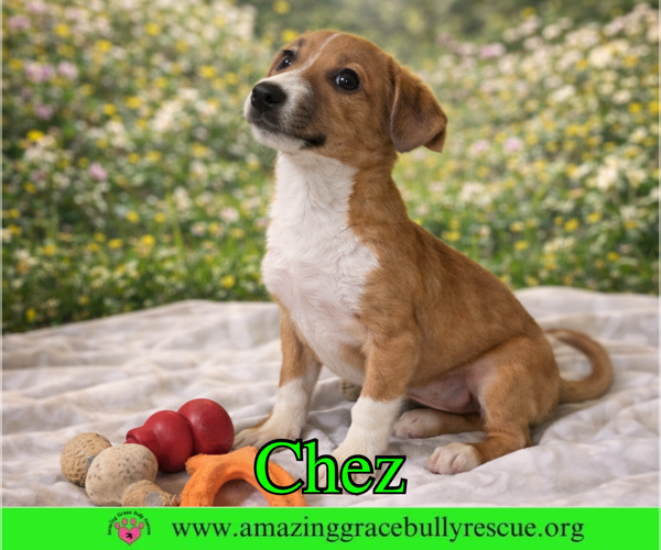 Medium Photo #2 Chiweenie Puppy For Sale in Pensacola, FL, USA