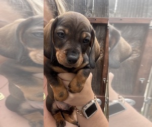 Dachshund Puppy for sale in FOUNTAIN VALLEY, CA, USA