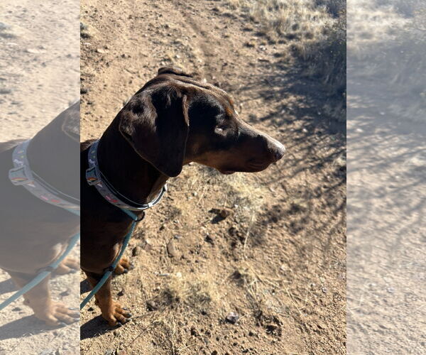 Medium Photo #16 Doberman Pinscher Puppy For Sale in Buffalo, MN, USA