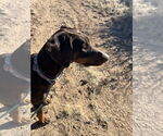 Small #15 Doberman Pinscher