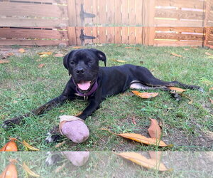 Mutt Dogs for adoption in Rockville, MD, USA