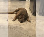 Small #5 Mutt