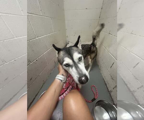 Medium Photo #5 Siberian Husky-Unknown Mix Puppy For Sale in Rowlett, TX, USA