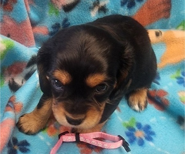 Medium Photo #1 Aussalier Puppy For Sale in ATHOL, ID, USA